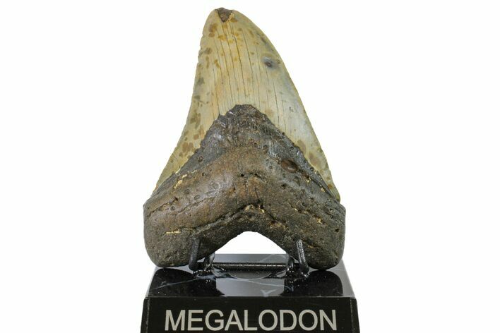 Fossil Megalodon Tooth - North Carolina #158195